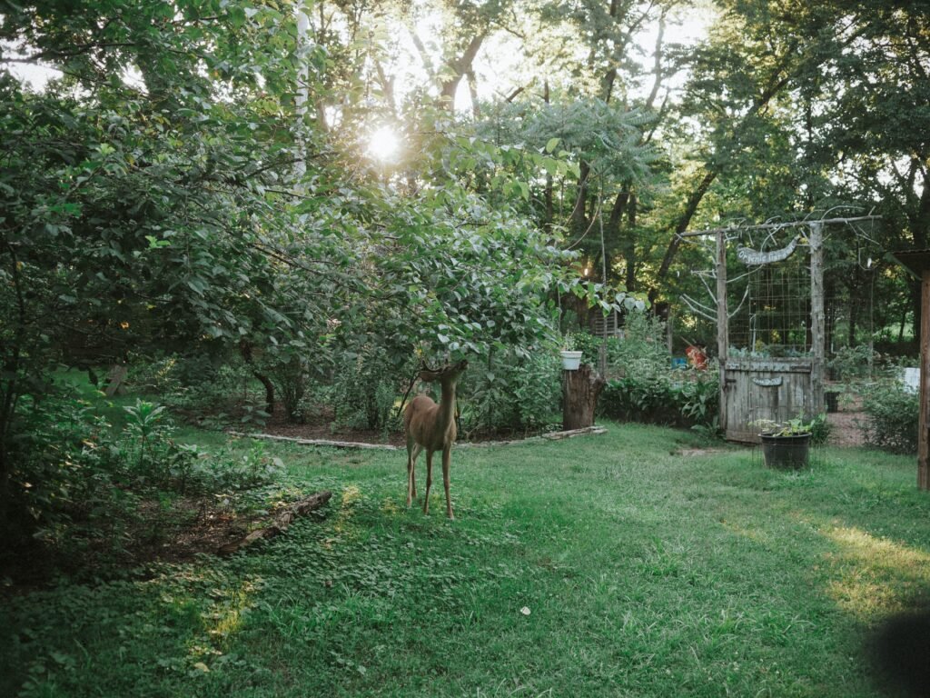 a deer standing in the middle of a lush green yard