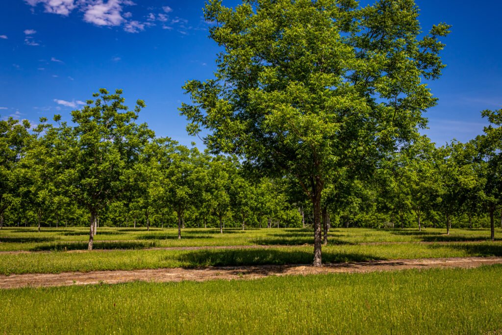 A pecan tree orchard in southeastern Georgia.