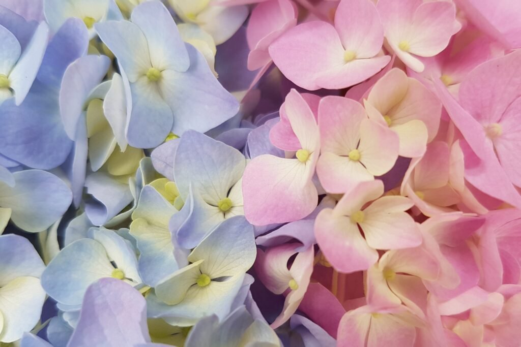 blue and pink hydrangea