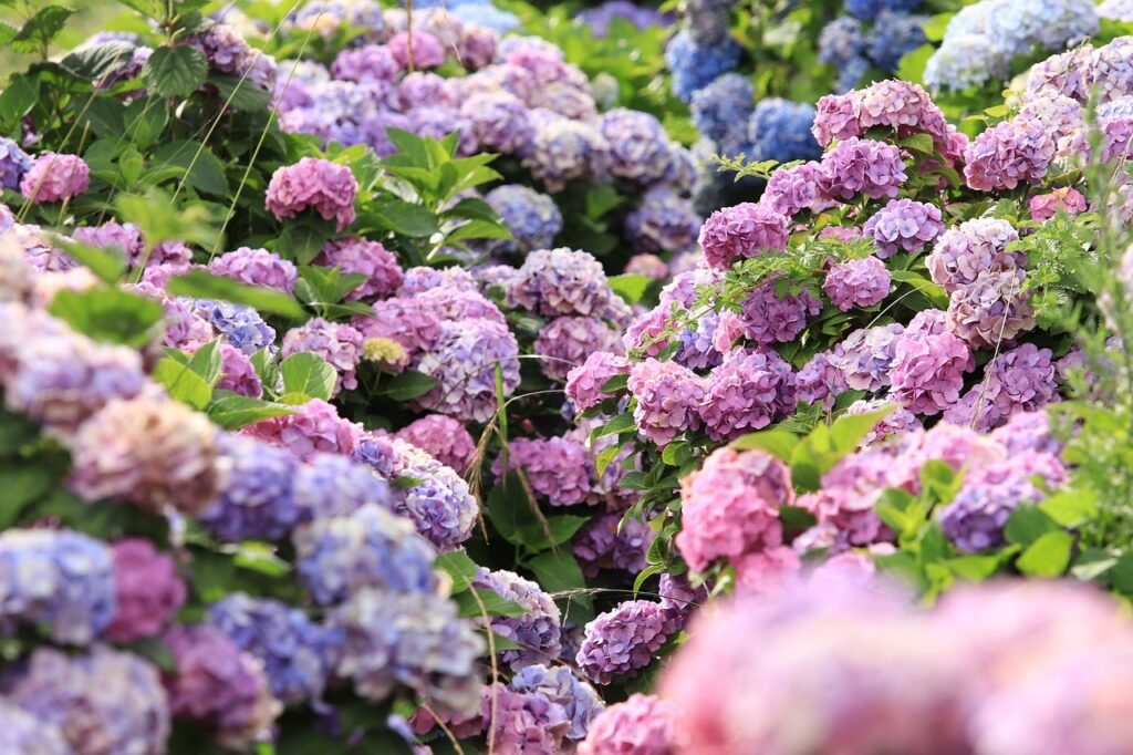 hydrangeas, flowers, garden