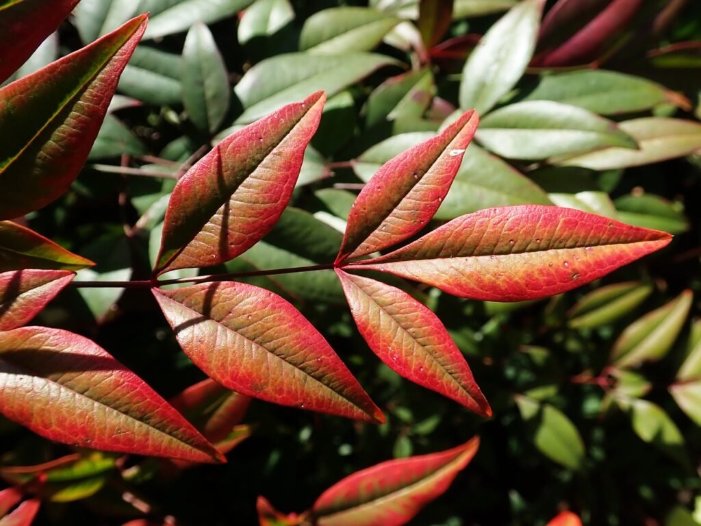 leaves, nandina, bamboo