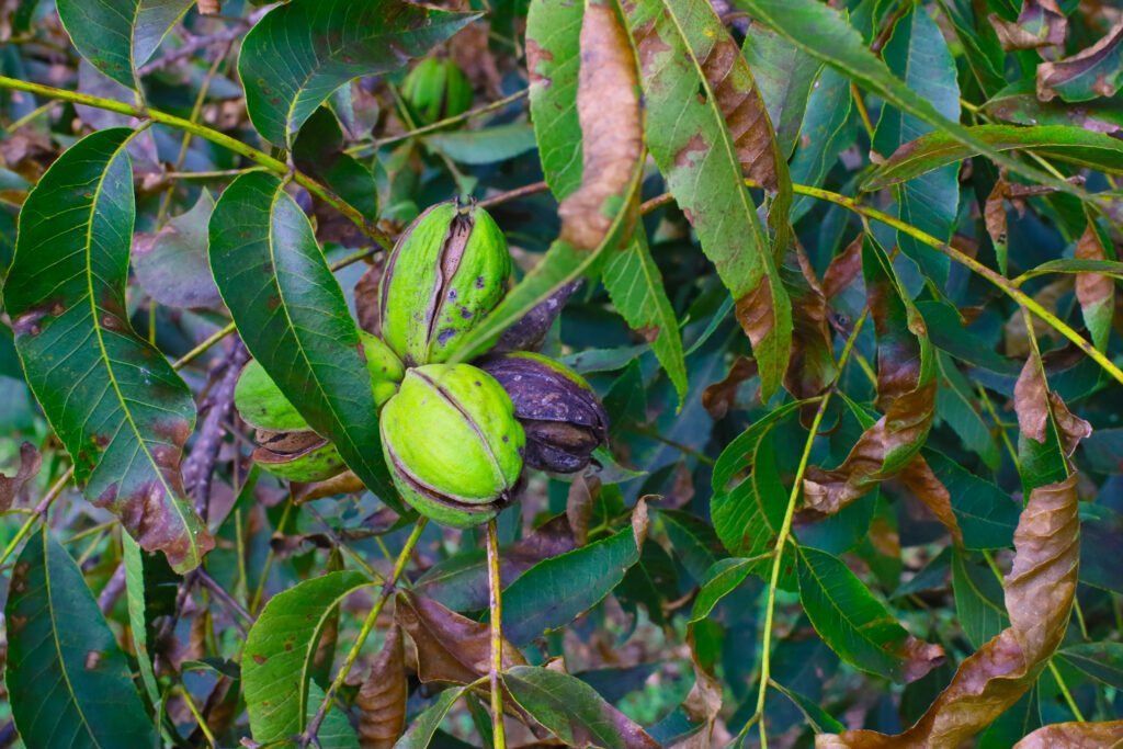 Pecans on a tree ready to harvest on an Orchard close up