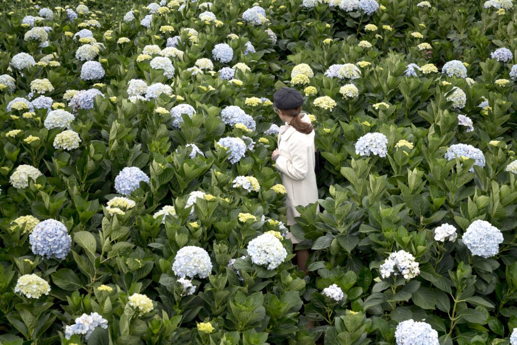 Photo of woman in black hat and white coat standing in middle of hydrangea flower field