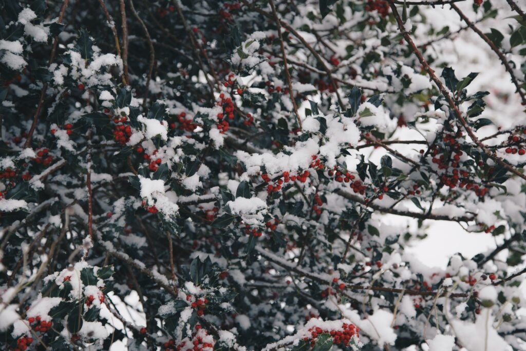 Holly Tree Branches in Winter with Snow