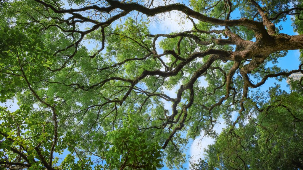 Charter Oak Tree Branch