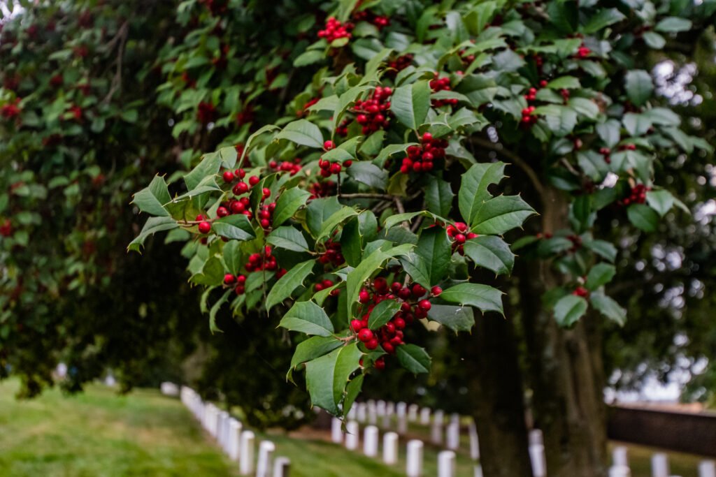 Holly Tree in Gettysburg National Cemetery, Pennsylvania USA