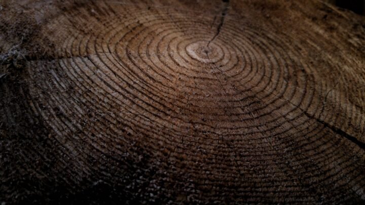 Ancient stump of a pecan tree