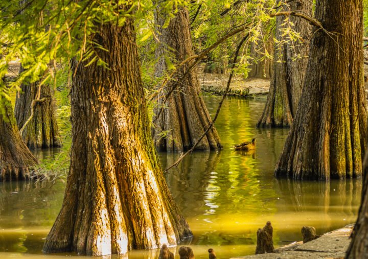 Louisiana State Tree - Bald Cypress