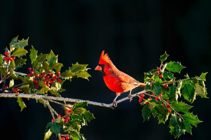 A bright red male Northern Cardinal perched on a branch of holly with red berries.